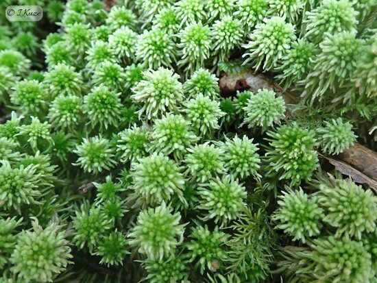 Sphagnum wulfianum
